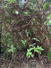 Rhododendron oldhamii