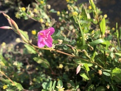 Oenothera rosea