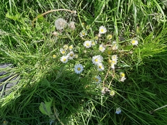 Bellis perennis