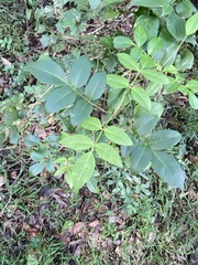 Pandorea jasminoides
