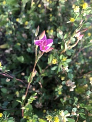 Oenothera rosea