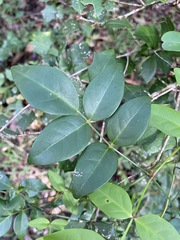 Pandorea jasminoides