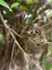 Rhododendron oldhamii