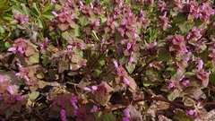 Lamium purpureum