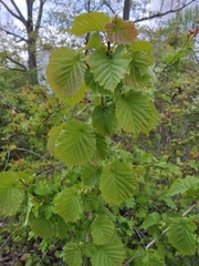 Corylus avellana