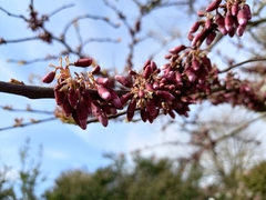 Cercis