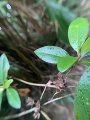 Rhododendron oldhamii