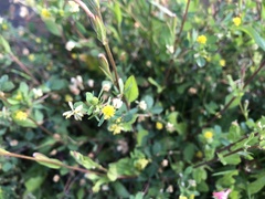 Trifolium dubium