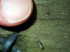 Circoxena ditrocha