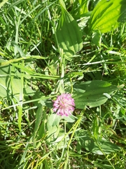 Trifolium pratense