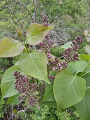 Syringa vulgaris