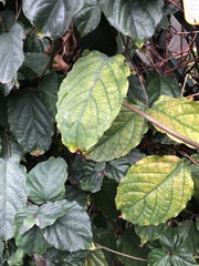 Clerodendrum splendens