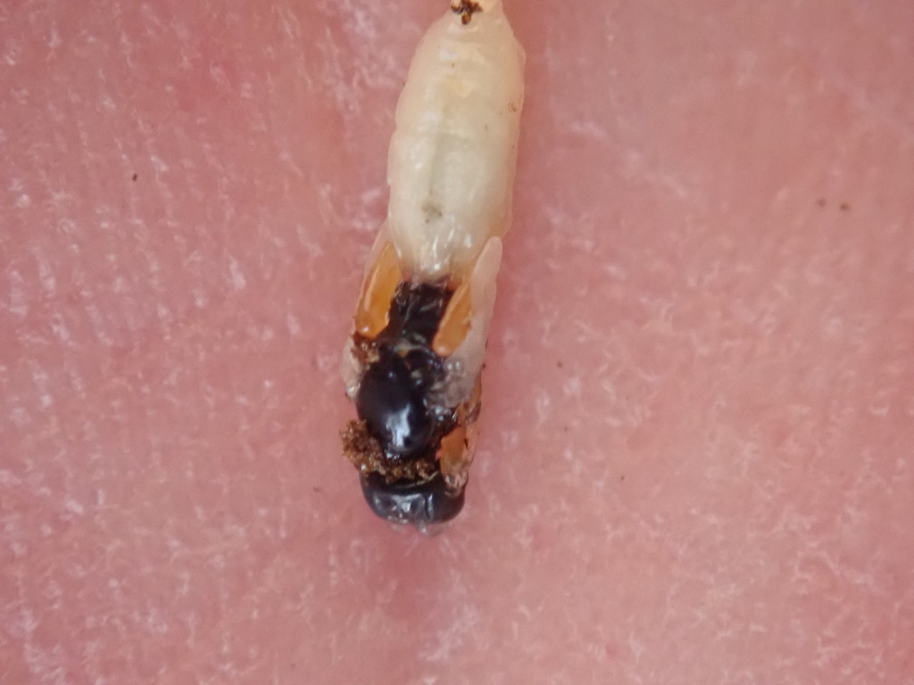 Polemochartus liparae