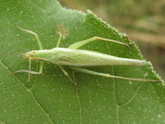 Oecanthus argentinus