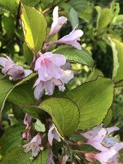 Weigela hortensis