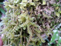 Weymouthia cochlearifolia