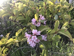 Weigela hortensis