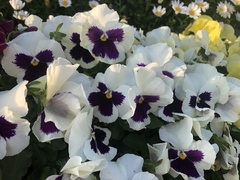 Viola × wittrockiana