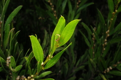 Acacia rostriformis