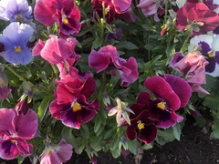 Viola × wittrockiana