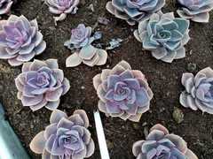 Echeveria gibbiflora × potosina