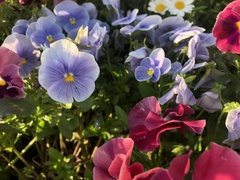 Viola × wittrockiana