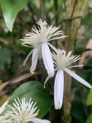 Clematis meyeniana