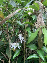 Clematis meyeniana