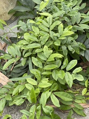 Wisteriopsis reticulata