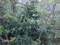 Prunus laurocerasus