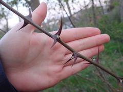 Robinia pseudoacacia