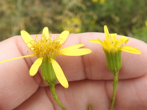 Image of Riddell's Ragwort (Senecio riddellii) by (c) Sam Kieschnick, some rights reserved (CC BY)