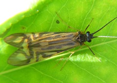 Macrostemum zebratum