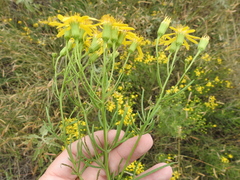 Senecio riddellii