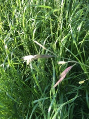 Bromus catharticus