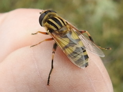 Helophilus latifrons