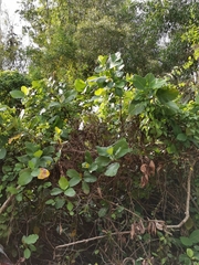 Dillenia suffruticosa