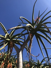 Aloidendron