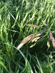 Bromus catharticus