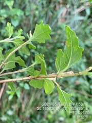 Premna microphylla