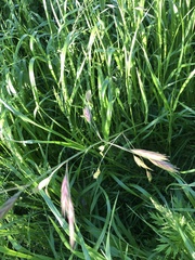Bromus catharticus
