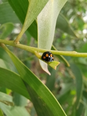 Orcus nummularis