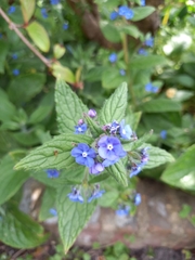 Pentaglottis sempervirens