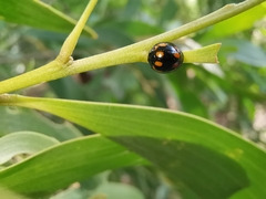 Orcus nummularis