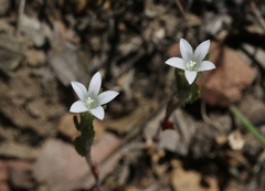 Githopsis diffusa candida
