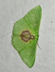 Nemoria astraea