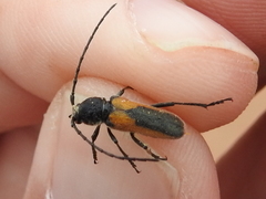 Crossidius pulchellus