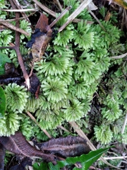 Hypopterygium didictyon