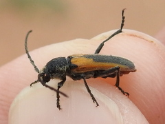 Crossidius pulchellus