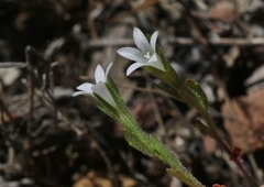 Githopsis diffusa candida